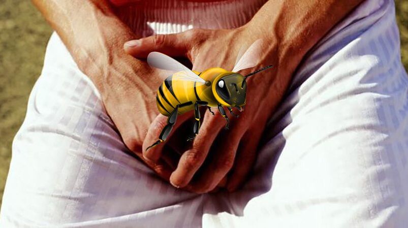 Asalarilar bilan jinsiy olatni